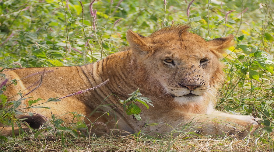 9 day luxury lodge safari in serengeti and ngorongoro crater